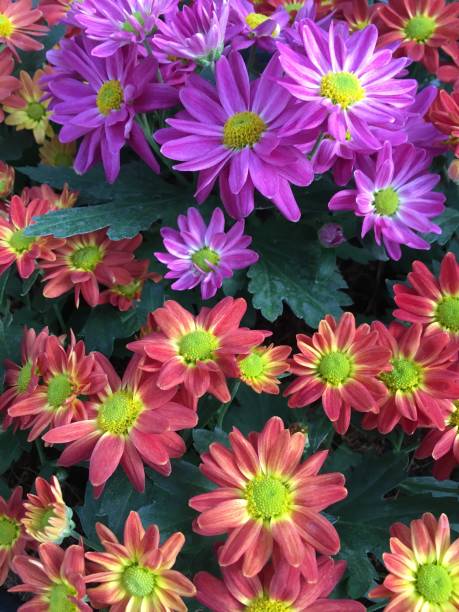 istock Flower field in Thailand 1336086098