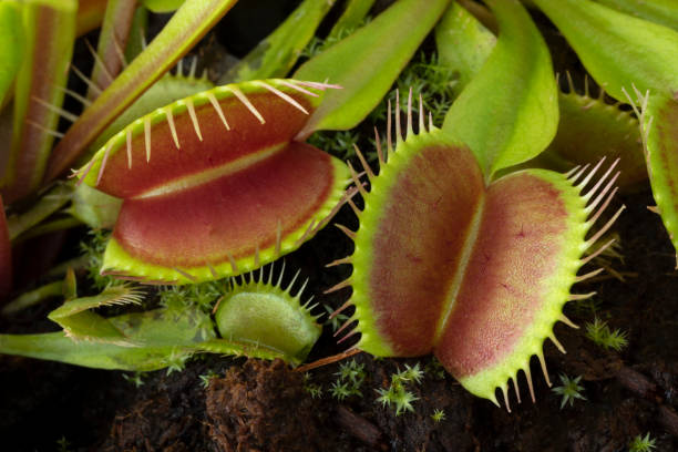 istock Venus flytrap, Dionaea muscipula, subtropical carnivorous plant 1336090149