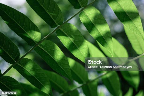 Sumac Fluffy Or Vinegar Tree Bright Green Leaves Closeup View Stock Photo - Download Image Now