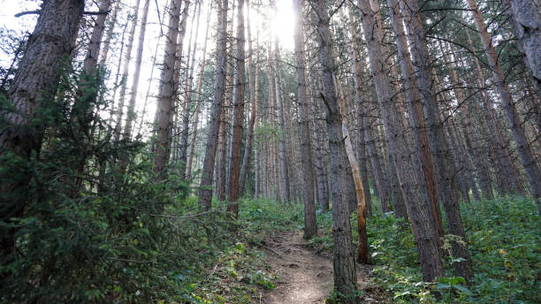 istock A forest path with rays of the sun, firs and pines 1336090593