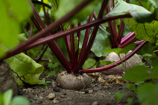Beet in the garden close up.