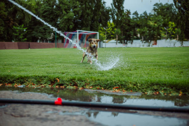 istock Dog running in the water 1336090659