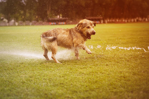 istock og playing with water from a garden hose. 1336090661