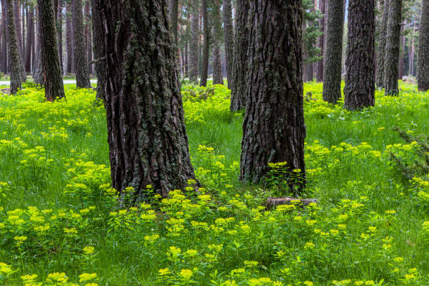 forest with two trees in the foreground and flowered ground