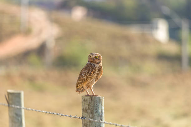 istock Owl-Buraqueira 1336093114