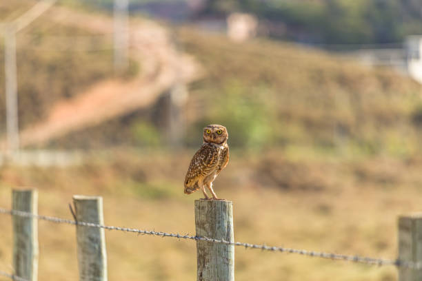 istock Owl-Buraqueira 1336093125