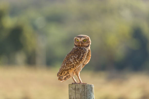 istock Owl-Buraqueira 1336093129