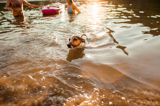 istock Dog swims in the lake 1336093469