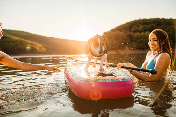 istock Couple Paddle Boarding at Sunset with dog next to them 1336093487