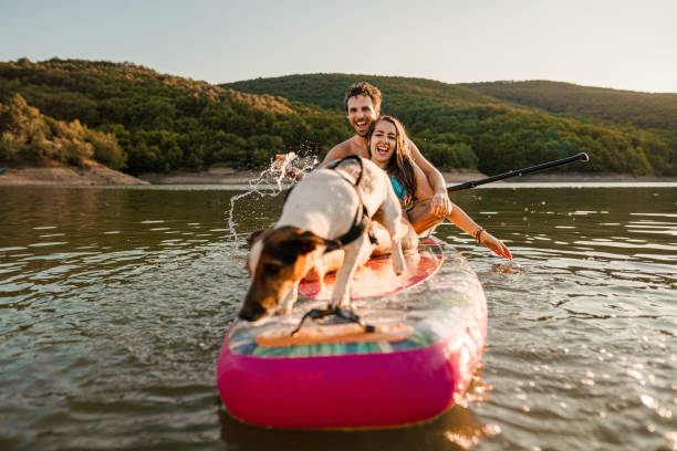 istock Happy Couple Paddle Boarding at Sunset with dog next to them 1336093527