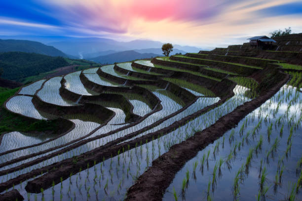 campo di riso terrazzato nella stagione dell'acqua a mu cang chai, provincia di yen bai, vietnam - burmese culture foto e immagini stock