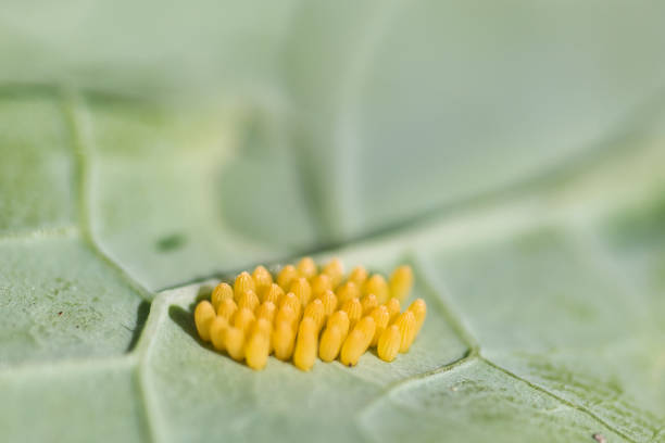 istock Eggs of the large white cabbage butterfly macro 1336094837