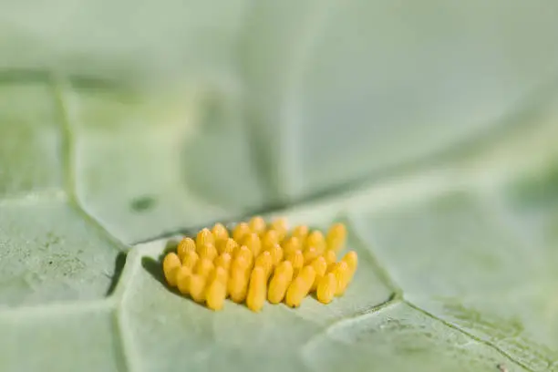 Eggs of the large white cabbage butterfly attached to underside of kale leaf, full frame macro, garden pest concept