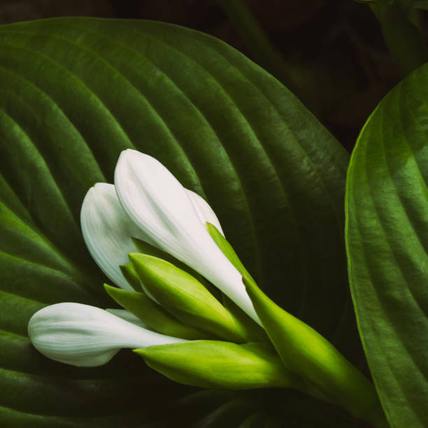 istock Blooming flower buds - hosta flowers, beautiful green nature 1336095309