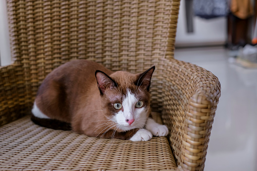 Close-up shot of a  snowshoe cat sitting on a wicker rattan chair, looking alert to the camera.