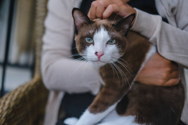cat massage