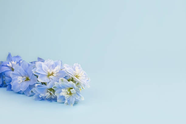 istock Cosmetics product advertising backdrop. Blue Delphinium flower on blue background. Empty place to display product packaging. Showcase mockup, copy space. 1336095888