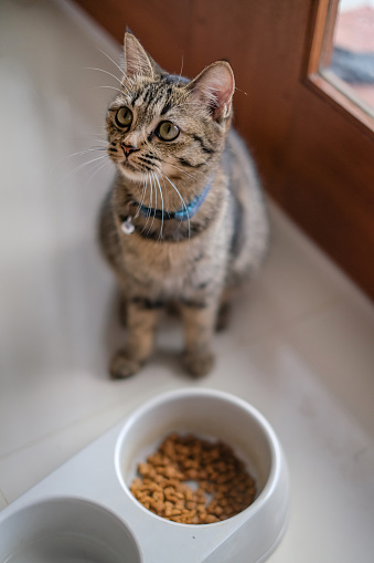 Close-up shot of dragon li cat (  líhuā māo cat ) sitting next to her cat bowl which has water and dried food inside.