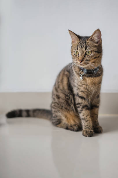 Portrait Shot of a Beautiful Dragon LI Cat ( LíHUā MāO Cat ) . Portrait shot of a beautiful dragon li cat ( líhuā māo cat ) sitting on the floor with a white background. She' s a Chinese breed of domestic cat, and has a striped fur . pics for cat staring at wall stock pictures, royalty-free photos & images