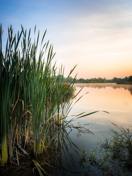 lago idílico con caña en la orilla al amanecer - grass lake fotografías e imágenes de stock