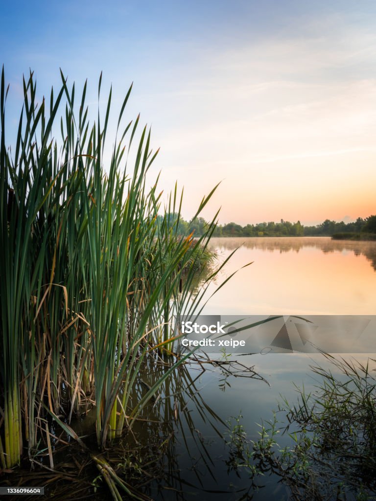 Idyllic lake with reed on the shore at sunrise Swamp Stock Photo