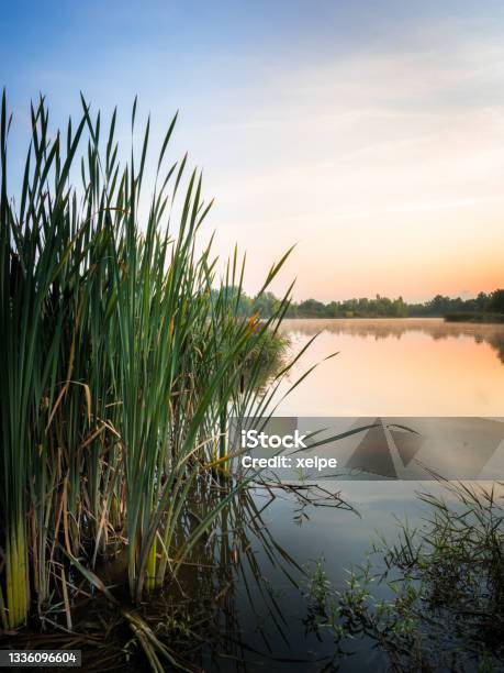 Idyllic Lake With Reed On The Shore At Sunrise Stock Photo - Download Image Now - Swamp, River, Marsh