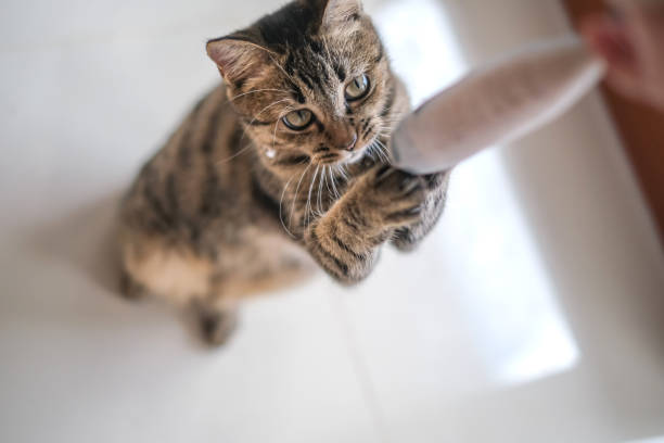 istock Please Give Me The Toy 1336097344