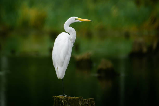 airone bianco al lago - egret foto e immagini stock