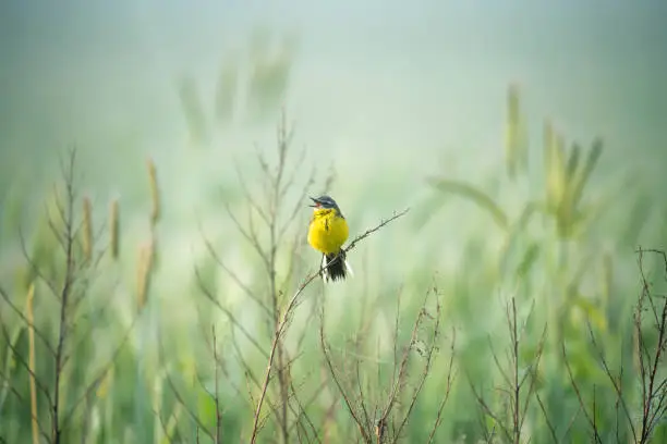 Small yellow bird sitting on tiny branch. Bird in the morning on field. Yellow wagtail in wildlife.