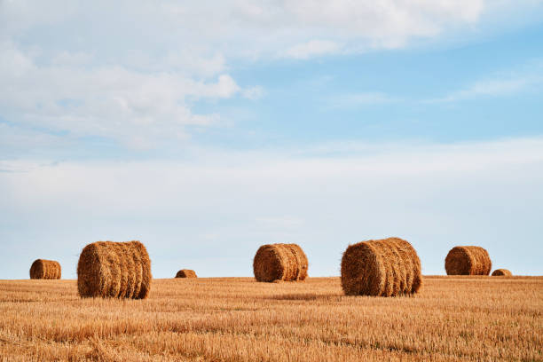 istock Straw bales in front of blue sky background 1336097367