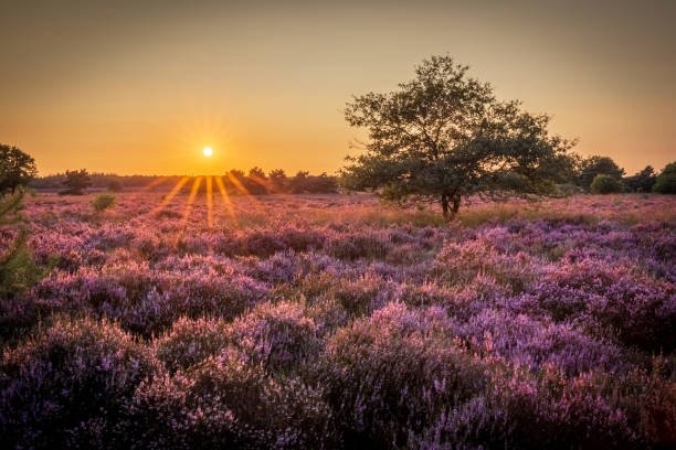 Blooming heather at sunset, De Veluwe, Vierhouten, The Netherlands