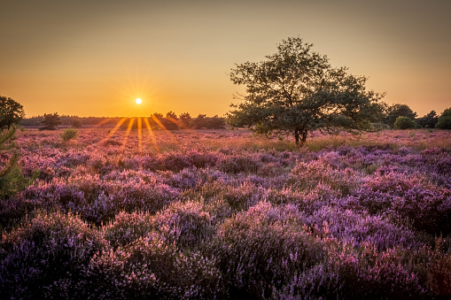 Sunset over hills with blooming heather at Vierhouten, The Netherlands\nThis picture consist of seven different exposures that have been processed in to one high dynamic range image.