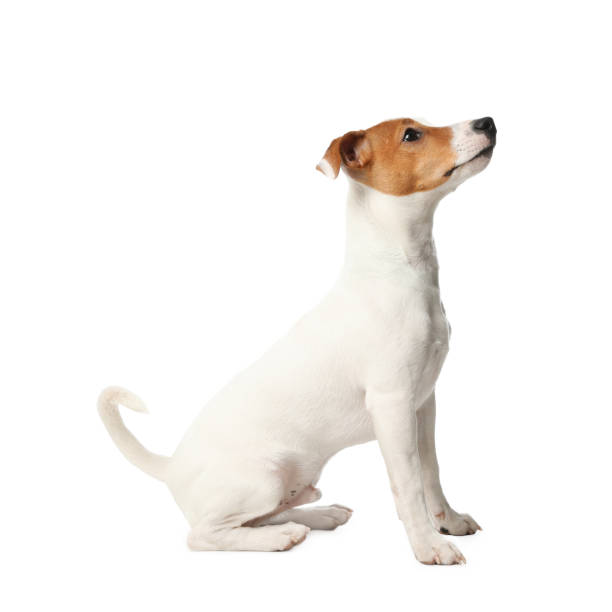 istock Cute Jack Russel Terrier on white background. Lovely dog 1336098404
