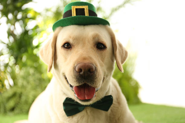 istock Labrador retriever with leprechaun hat and bow tie outdoors, closeup. St. Patrick's day 1336098432