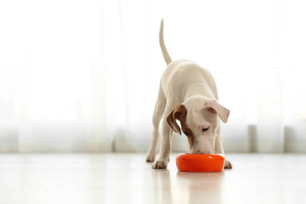 istock Cute Jack Russel Terrier eating indoors, space for text. Lovely dog 1336098529