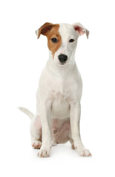 istock Cute Jack Russel Terrier on white background. Lovely dog 1336098629