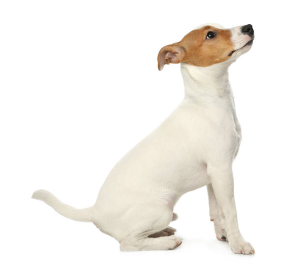 istock Cute Jack Russel Terrier on white background. Lovely dog 1336098638