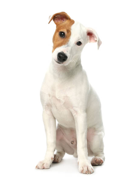 istock Cute Jack Russel Terrier on white background. Lovely dog 1336098653
