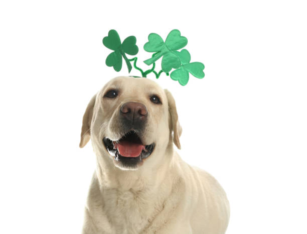 istock Labrador retriever with clover leaves headband on white background. St. Patrick's day 1336098785