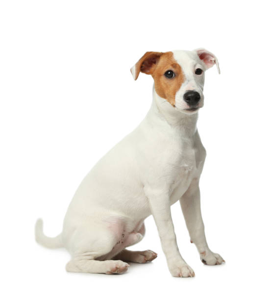 istock Cute Jack Russel Terrier on white background. Lovely dog 1336099618