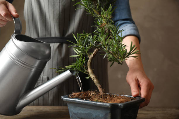 femme arrosant la plante de bonsaï japonais, gros plan. créer une atmosphère zen à la maison - bonsaï photos et images de collection