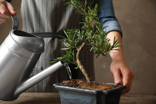 Woman watering Japanese bonsai plant, closeup. Creating zen atmosphere at home Woman watering Japanese bonsai plant, closeup. Creating zen atmosphere at home bonsai tree stock pictures, royalty-free photos & images