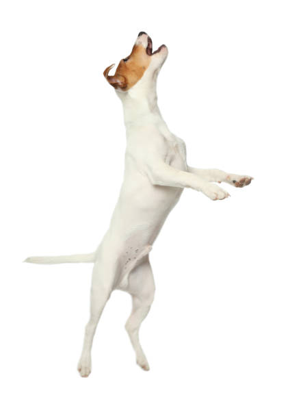 istock Cute Jack Russel Terrier on white background. Lovely dog 1336099642