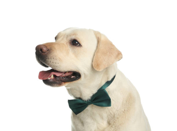 istock Labrador retriever with green bow tie on white background. St. Patrick's day 1336099765