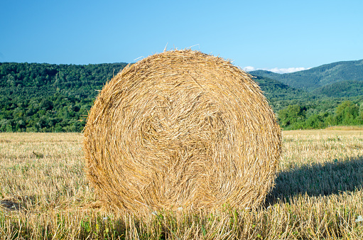 Harvesting hay from a farm. Bale of straw in the field. Outdoor. Food for animals. Close up of a large round roll of hay.\nThe straw rolls in straw stubble. Large roll of hay. Straw bale. Hay bale texture.