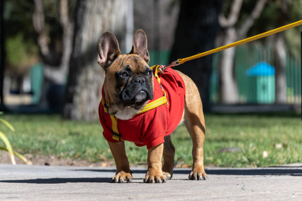 istock French bulldog puppy on a walk. 1336099782