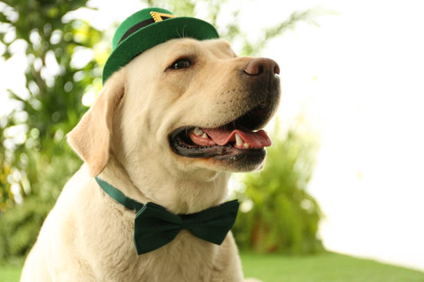 Labrador retriever with leprechaun hat and bow tie outdoors, closeup. St. Patrick's day Labrador retriever with leprechaun hat and bow tie outdoors, closeup. St. Patrick's day st. patricks day photos stock pictures, royalty-free photos & images