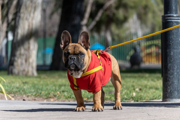 istock French bulldog puppy on a walk. 1336099816