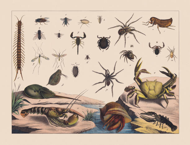 Double-wings insects, wingless insects, spiders, crabs, hand-colored chromolithograph, published 1882 Double-wings insects (Diptera), wingless insects (Apterygota), spiders (Arachnida) and crabs (Crustacea): a) Throat bot fly (Gasterophilus nasalis); b) Pale giant horse-fly (Tabanus bovinus); c) Stable fly (Stomoxys calcitrans); d) Housefly (Musca domestica); e) Flesh fly (Sarcophaga carnaria); f) House mosquito (Culex pipiens); g) Crane fly (Tipula paludosa); h) Head louse (Pediculus humanus capitis); i) Human flea (Pulex irritans); j) Jigger flea, or sand flea (Tunga penetrans); k) Tanzanian blue ringleg (Scolopendra morsitans); l) Castor bean tick (Ixodes ricinus); m) Parasitus coleoptratorum; n) European garden spider (Araneus diadematus); o) Barn funnel weaver (Tegenaria domestica); p) Tarantula wolf spider (Lycosa tarantula); q) Yellow scorpion (Buthus occitanus); r) House pseudoscorpion (Chelifer cancroides); t) European crayfish (Astacus astacus); u) European lobster (Homarus gammarus); v) Purple land crab (Gecarcinus ruricola); w) Hermit crab (Pagurus bernhardus); x) Woodlouse (Oniscus asellus); y) Limulus amebocyte lysate; z) Water flea (Daphnia pulex)). Chromolithograph, published in 1882. pseudoscorpion stock illustrations