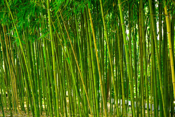 istock Bamboo thickets in the park, green background with tropical bamboo 1336101236